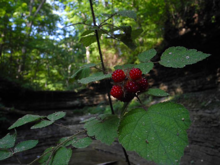 Berries